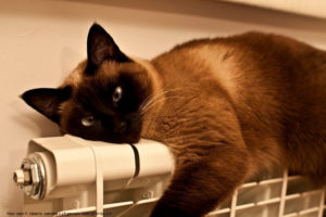 gatto termosifone - Consigli pratici per un impianto di riscaldamento efficiente